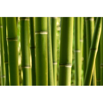 Un bambou plus vert